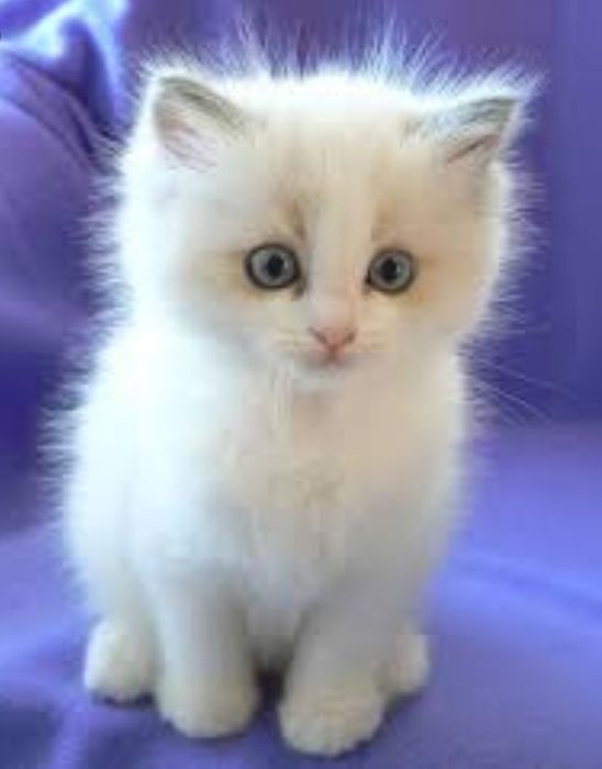 Svalyava intim xizmatlari