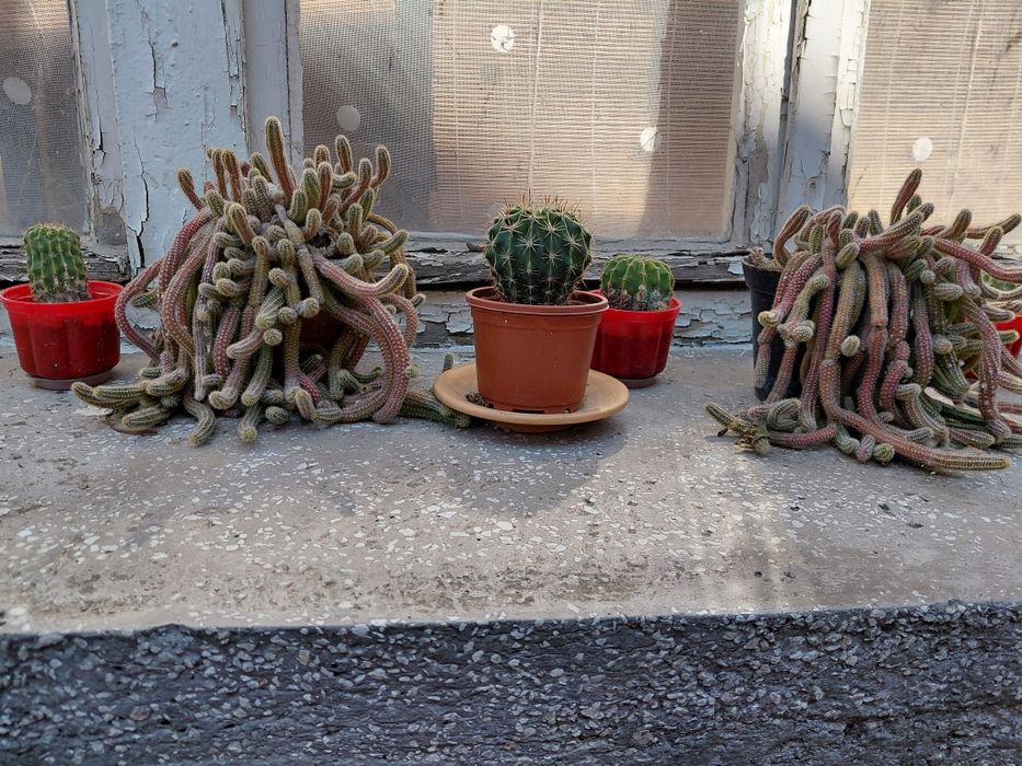 Кактус немръзне през зимата и цъфти жълто