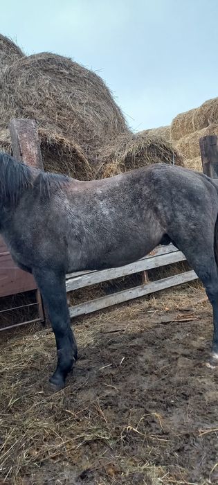 Продам жеребец .