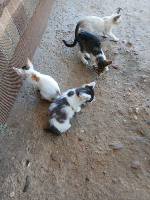 Pisicuțe pentru adopție.