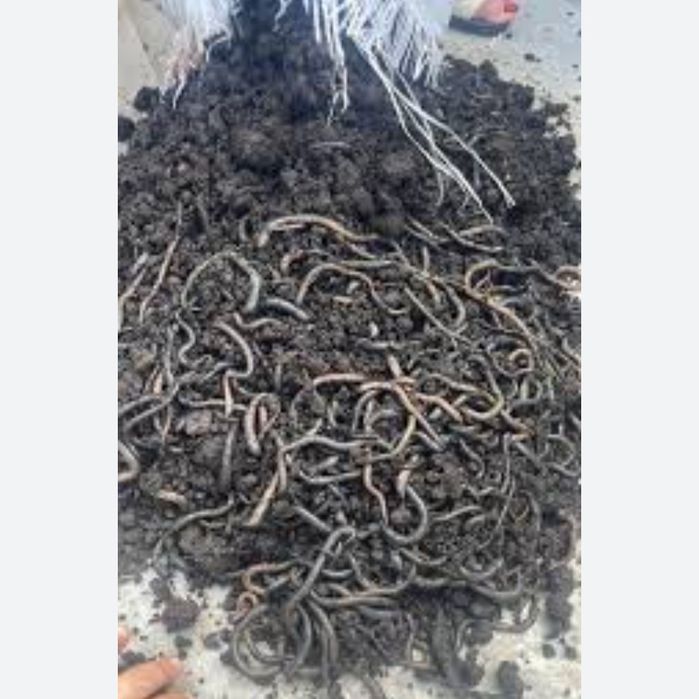 Momeala vie ,rame negre la sac sau casoleta coropișnițe și lipitori