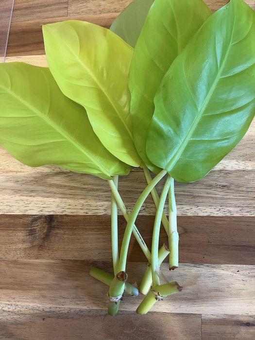 Резници от растения