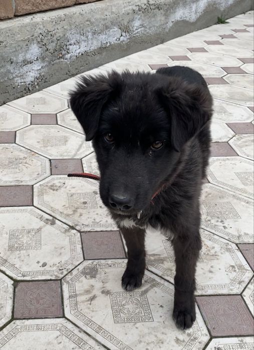 Күшік сатылады 2-3айлық