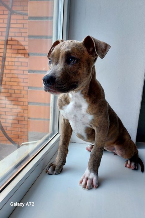 Продам щенков Американского стаффордширского терьера