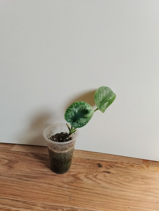 Сциндапсус треби