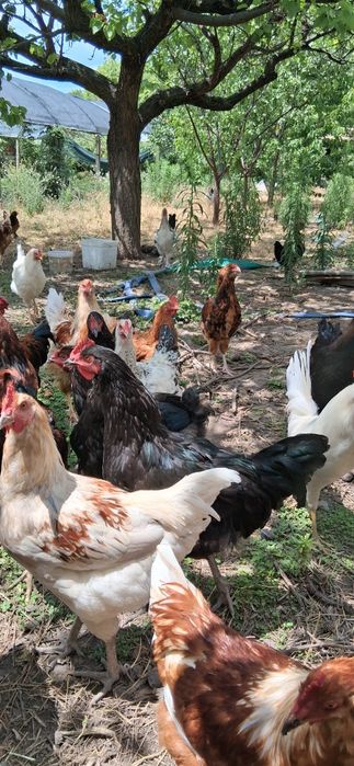 Продавам петли млади