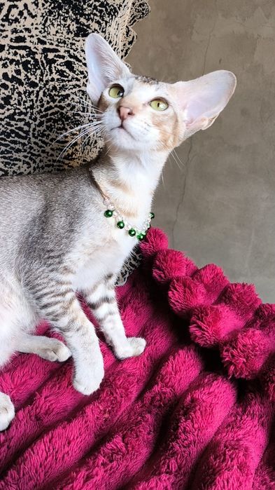 Ориентальный котёнок- девочка суперская