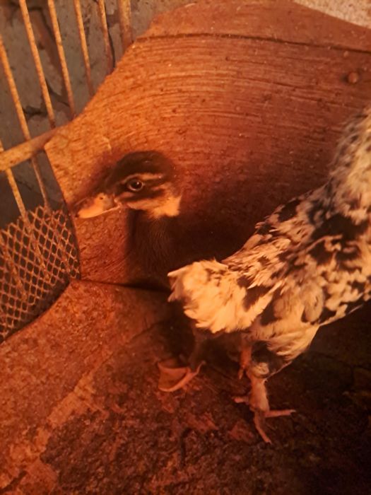 Уйректің балапандары сатылады