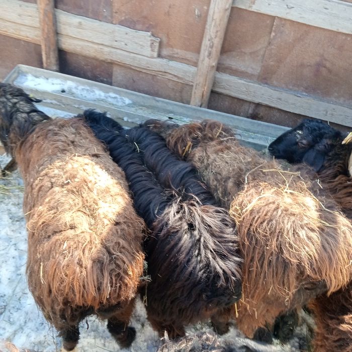 Кой токтылар сатылады