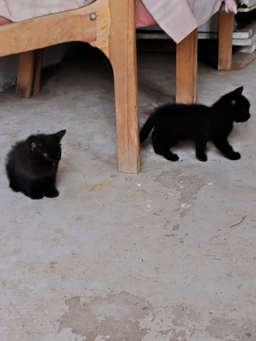 Отдам котят в хорошие руки.