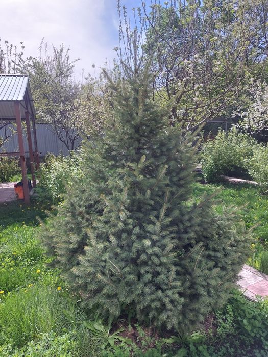 Ёлки тяньшанские