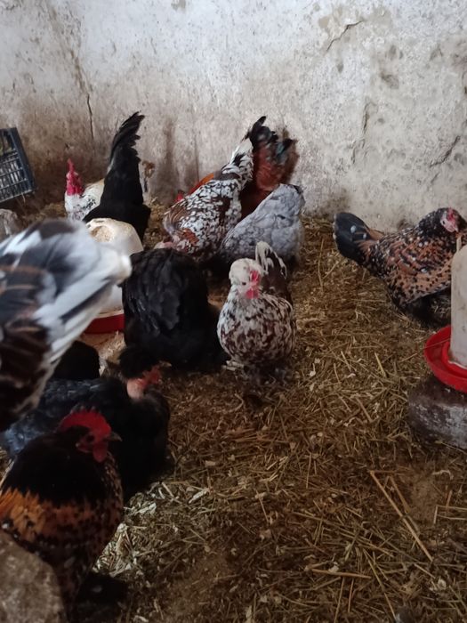 Oua pt incubat gaini pitice