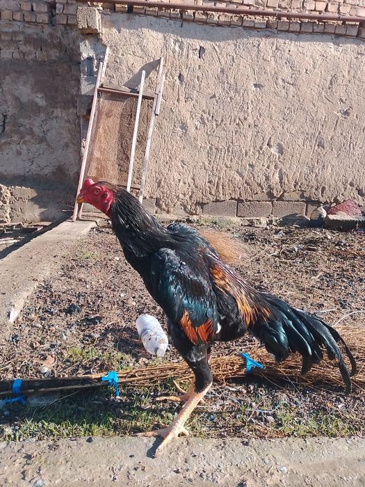 Xoʻroz sotiladi zoti yaxshi