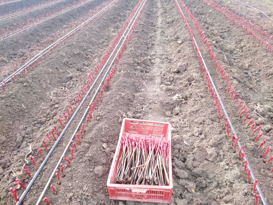 Butași Viță de vie