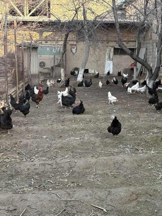 Товукла сотилади, qora tovuq