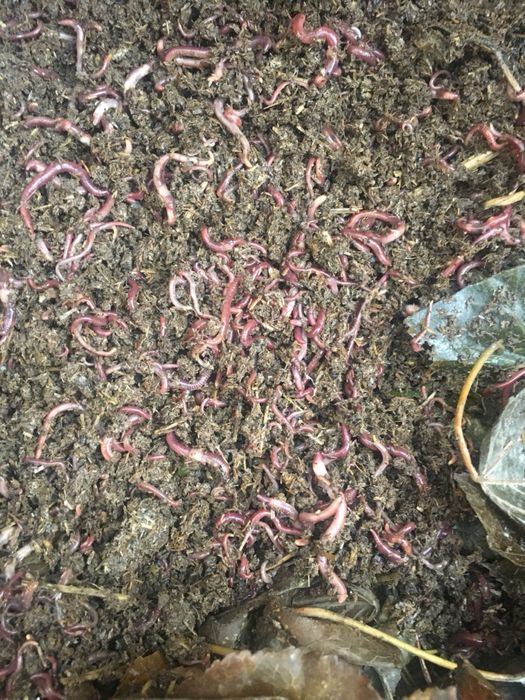 Kaliforniya yomgir chuvalchangi