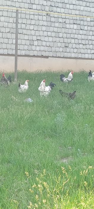 Продаются петухи