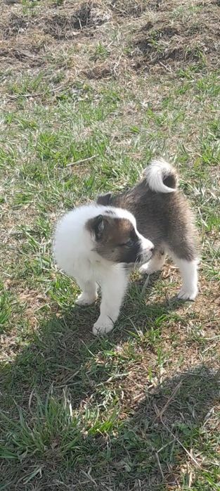 В продаже щенки лайки