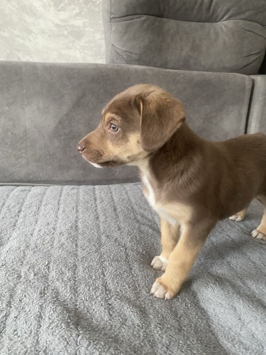 щенок девочка помесь