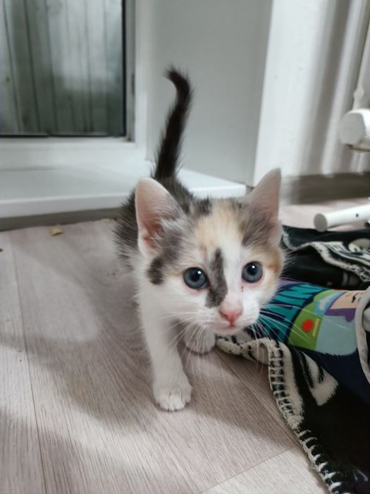Отдадим котят в добрые руки