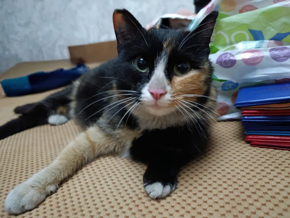 Отдам в добрые и хорошие руки,две девочки