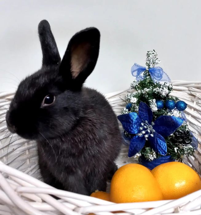 Декоративные кролики 1.5месяца