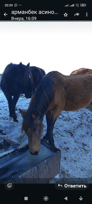 Биелер сатылады 6-7 жасар
