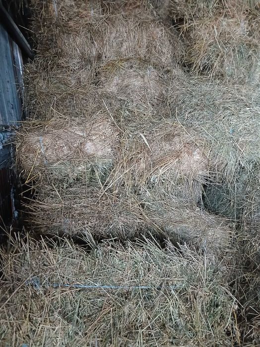 Baloti lucernă 2025