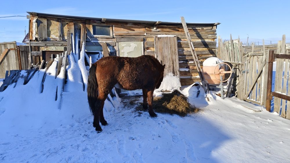 Продам коня на откорме