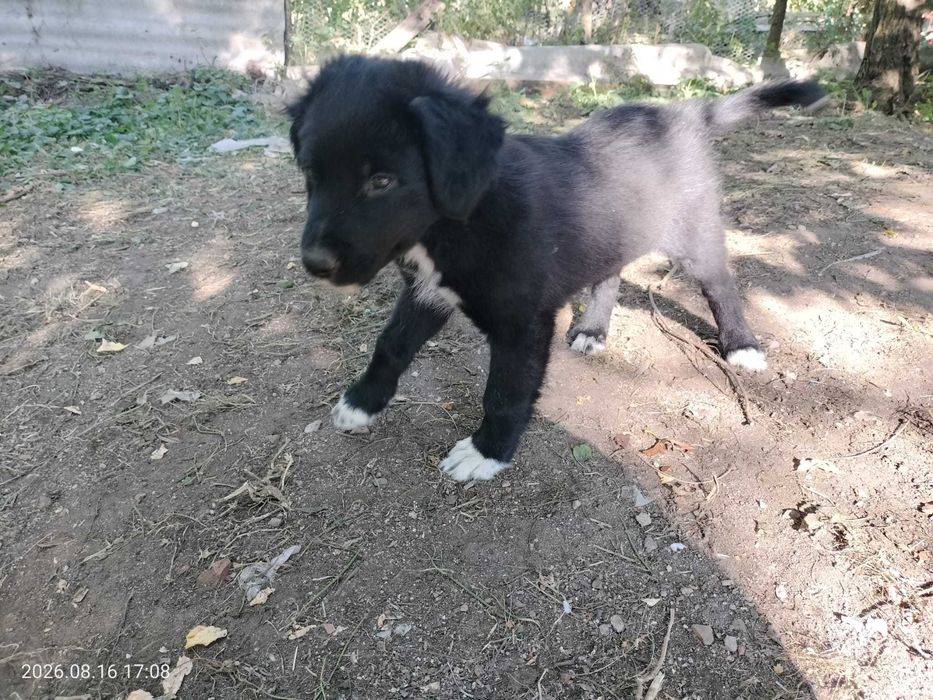Donez catelusi pentru adoptie - in Cluj-Napoca si zonele limitrofe