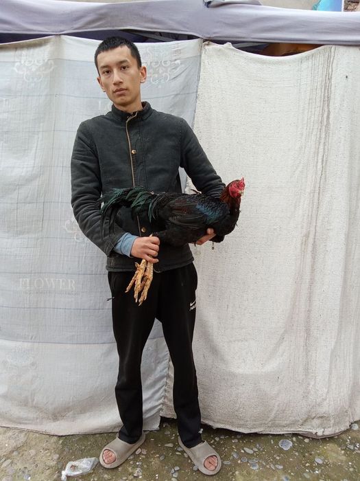 Dakan xoʻroz zoti yaxshi