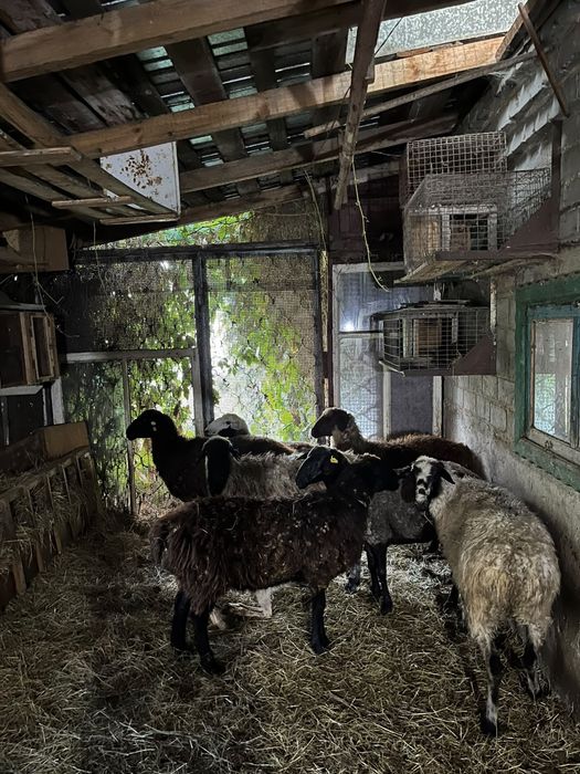 Продам срочно 8 Баранов жирных