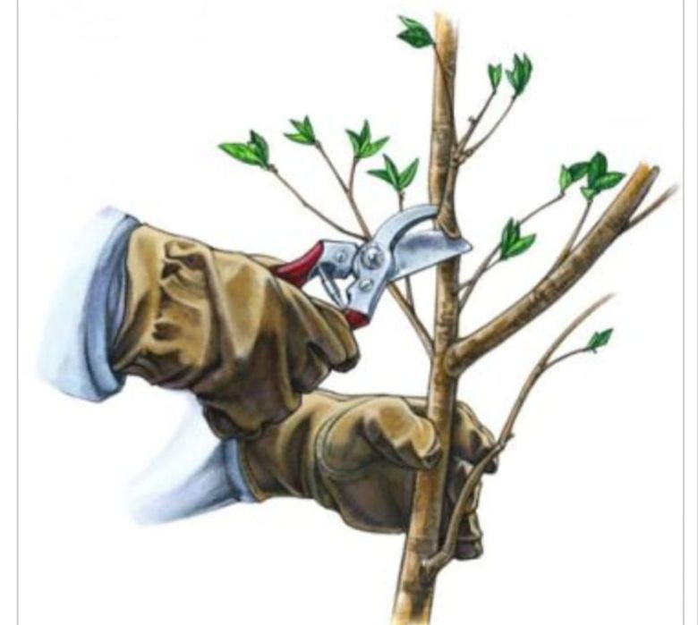 Садовник профессионал