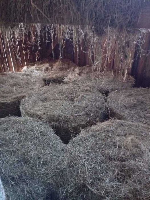 Baloți rotunzi fan si otava de 120x120 qalitate 1, sub acoperis.