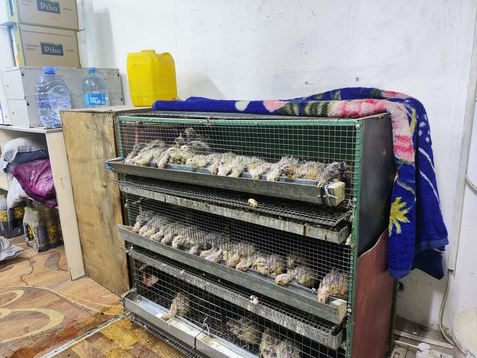 Перепёлка плюс клетка