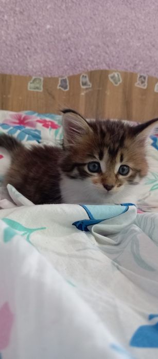 Котенок девочка Папа Мейн кун