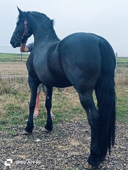 De vânzare mânză de 3 ani
