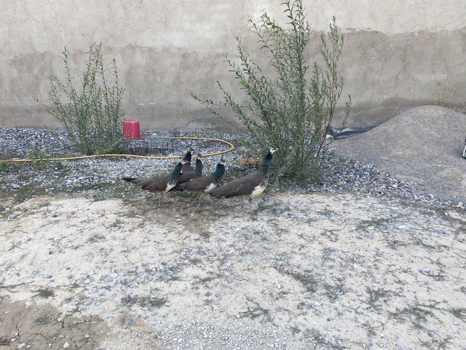 Продаются павлины