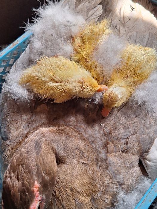 Cloșcă rață cu 10 boboci rață indiana alergătoare .