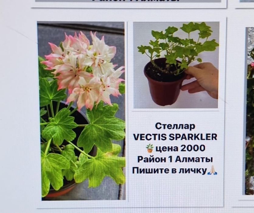 Продам комнатные цветы бегонии