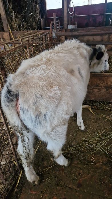 Vaca de vânzare bună de lapte