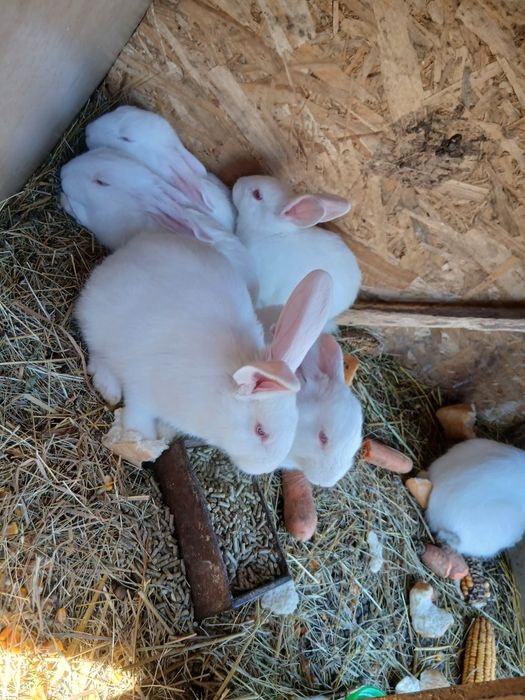 Vand iepurasi ,dambovita