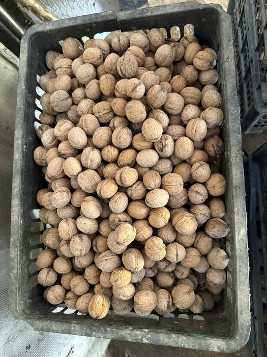 Продаю грецкие орехи