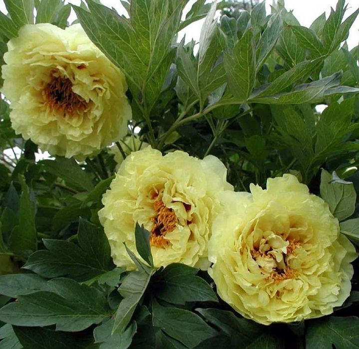 Bujor Arbustiv la Ghiveci