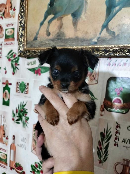 Маленькое счастье ищет дом