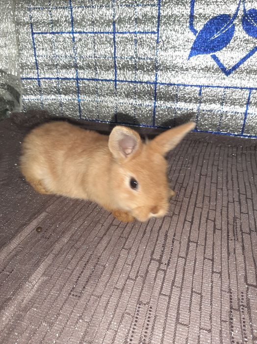 Karlik tikka quloq kotta bòmidigan quyoncha