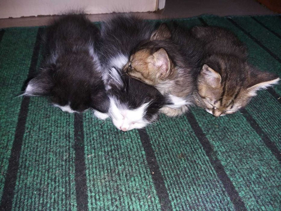 Крысоловы ищут дом