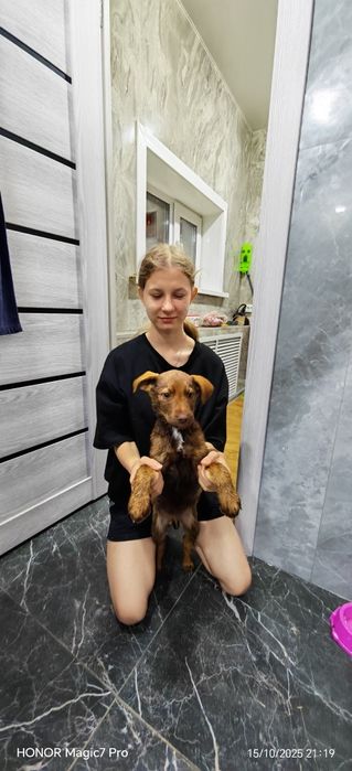 Отдам щенка даром.