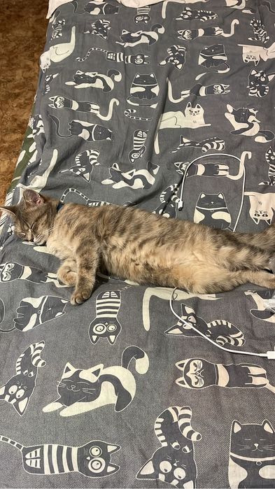 отдам двух прекрасных кошечек , в добрые руки!