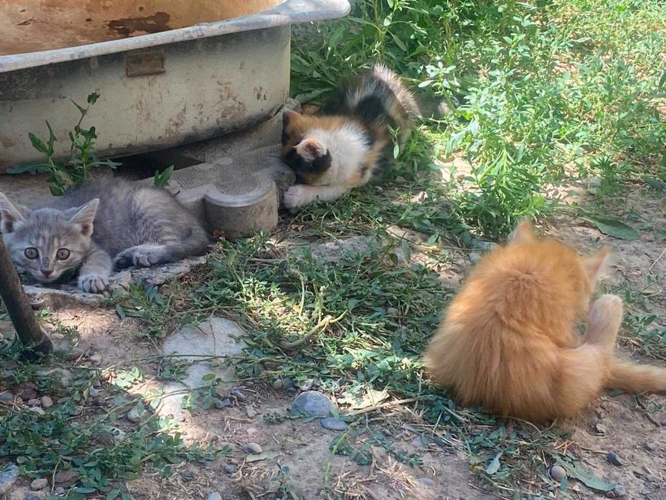 Отдаю бесплатно 4 котят